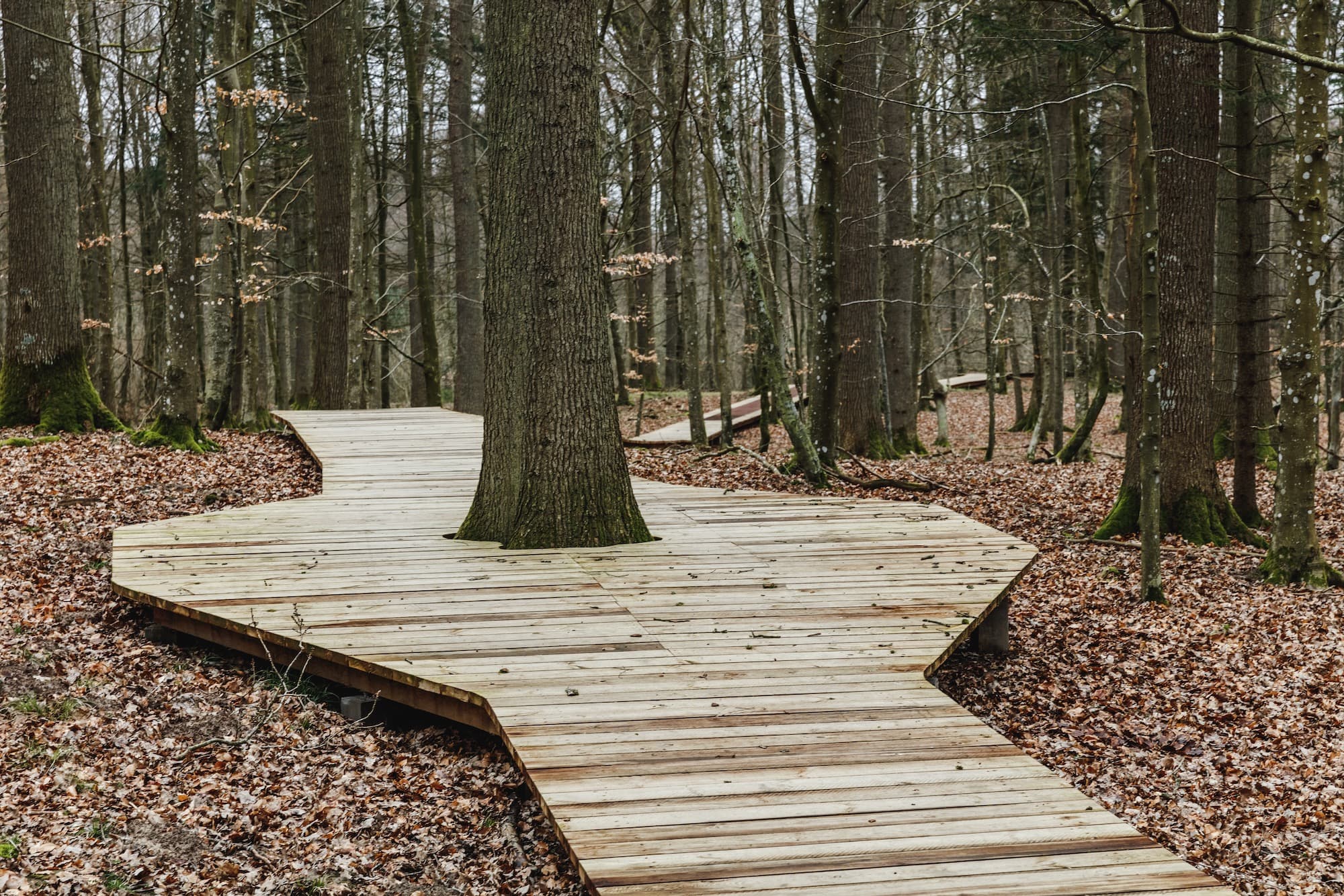 Camp Adventure Park, EFFEKT