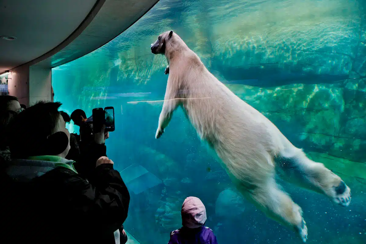 En isbjørn ses tydeligt gennem glasvæggen